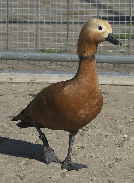 金希坤